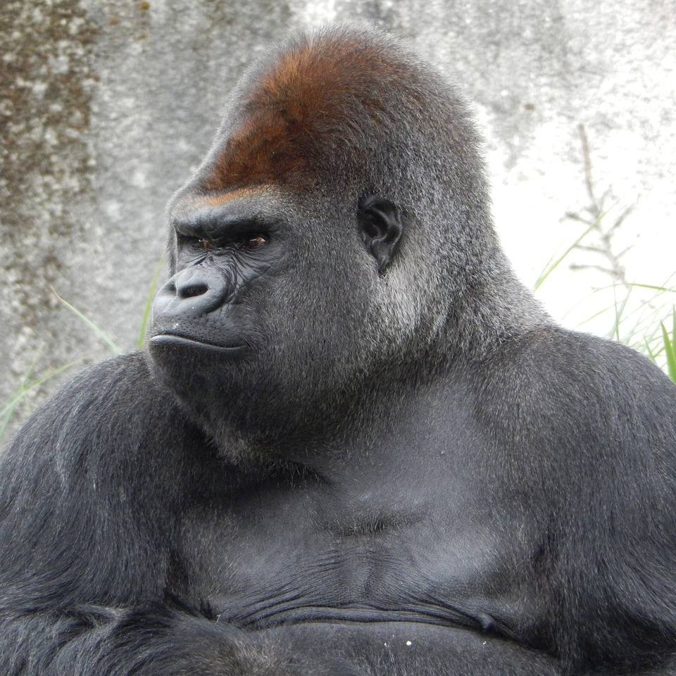 gorilla0513
