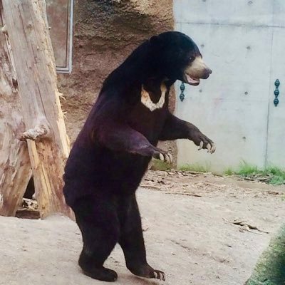 micchiebear