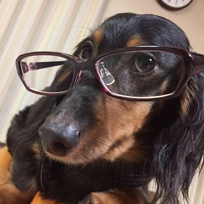 dachscafe
