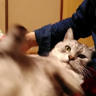 hassaku_63