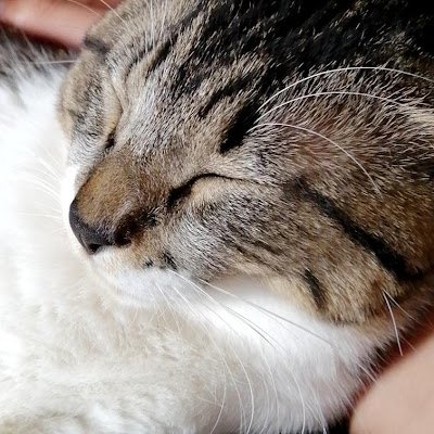 相田