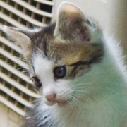 よし