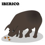 iberianpig